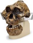 Anthropological skull – KNM-ER 406, Omo L. 7a-125